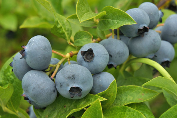 Toro Blueberry